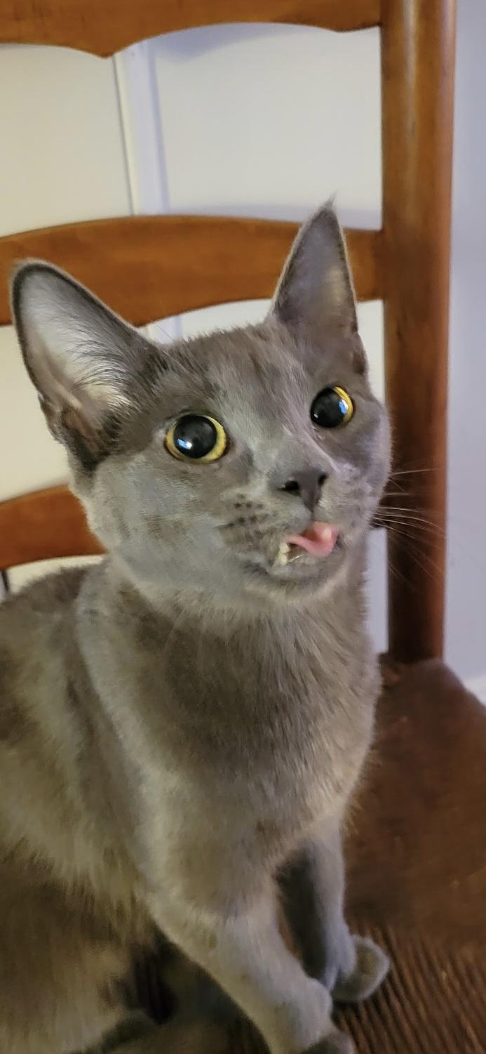 Enlarge Phyllo , a ADOPTABLE Domestic Short Hair in Syracuse, NY image 3/6