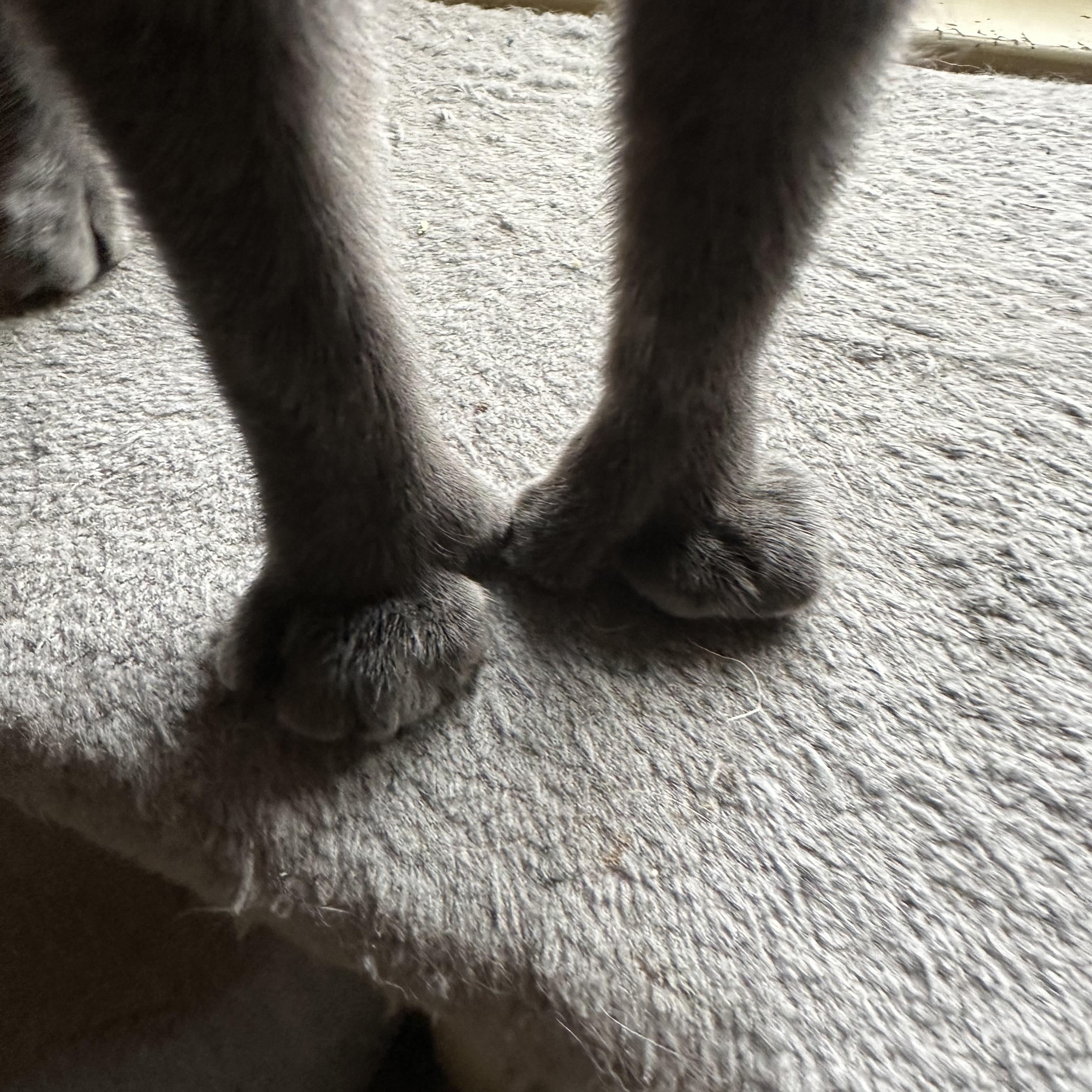 Enlarge Phyllo , a ADOPTABLE Domestic Short Hair in Syracuse, NY image 4/6