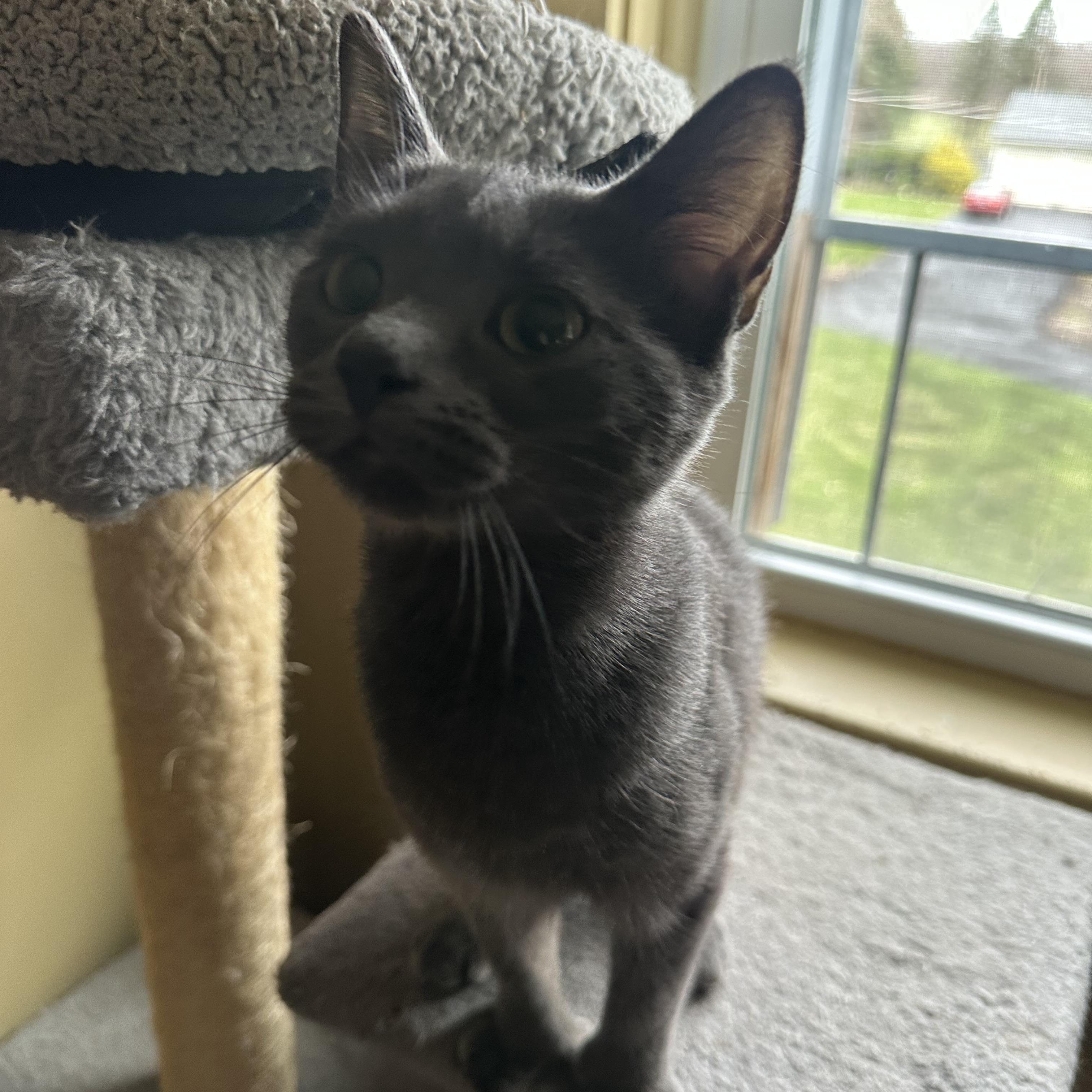 Enlarge Phyllo , a ADOPTABLE Domestic Short Hair in Syracuse, NY image 6/6