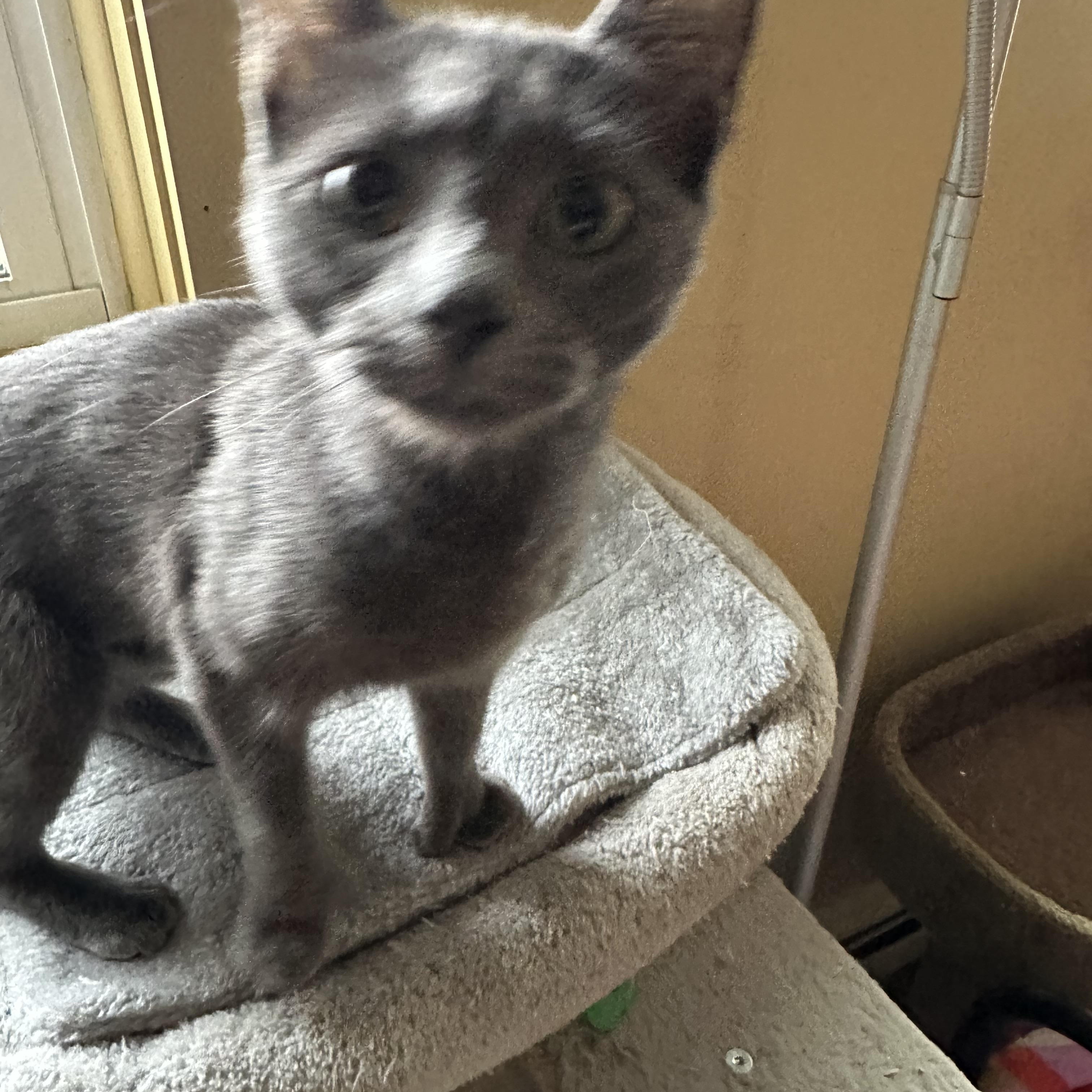 Phyllo , ADOPTABLE, Kitten Female Domestic Short Hair.