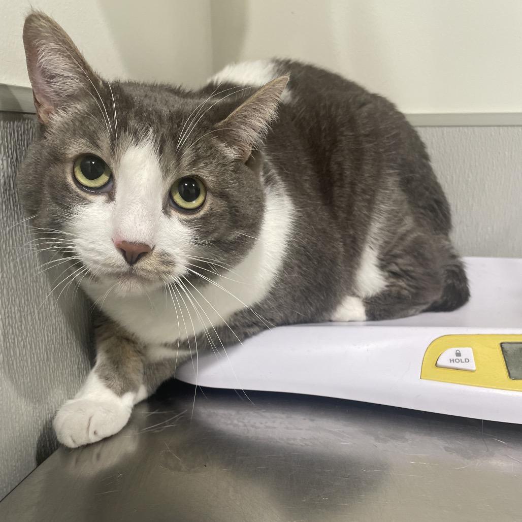 Wiggles, Adoptable, Adult Male Domestic Short Hair & Domestic Short Hair.