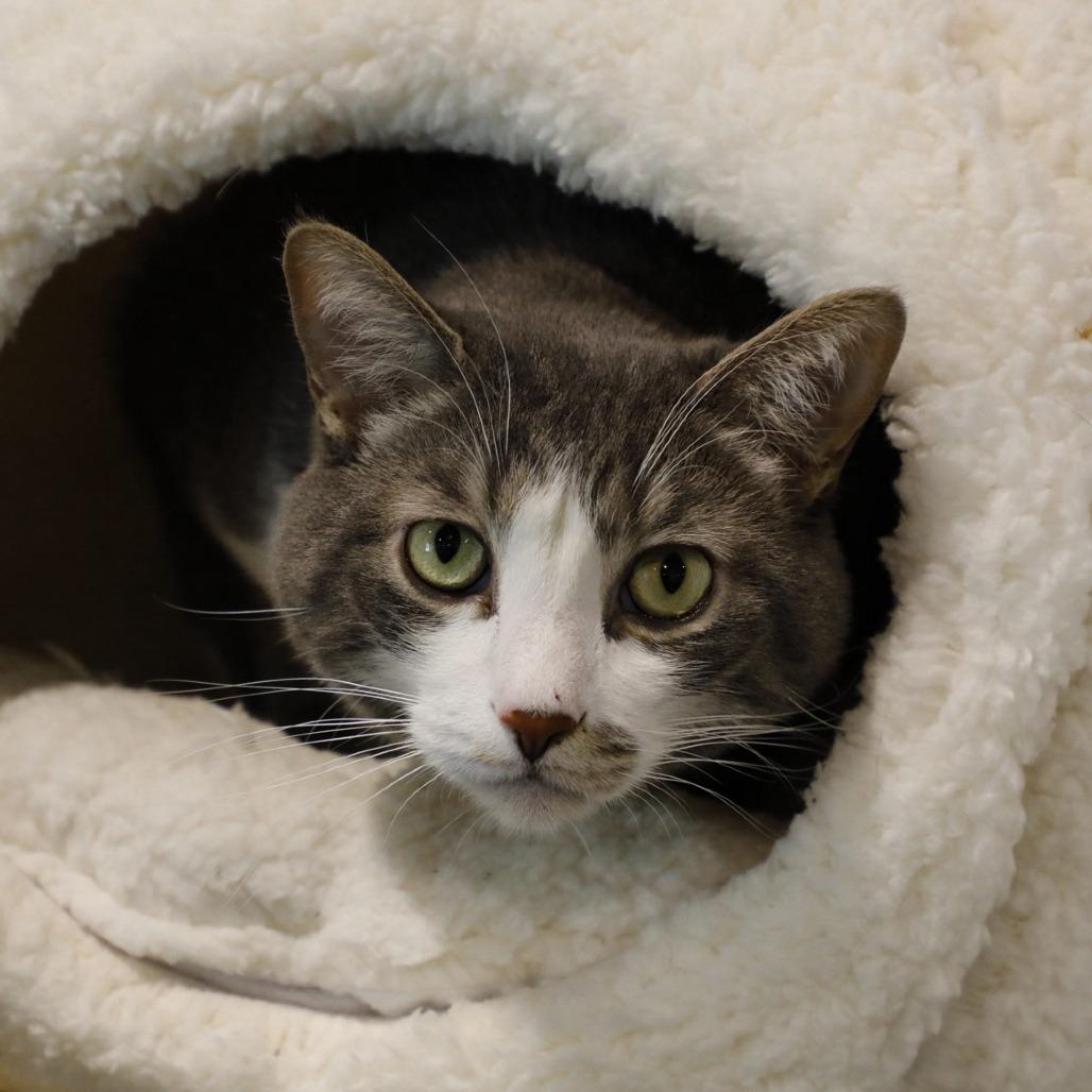 Enlarge Wiggles, a Adoptable mixed breed in Tampa, FL image 2/4