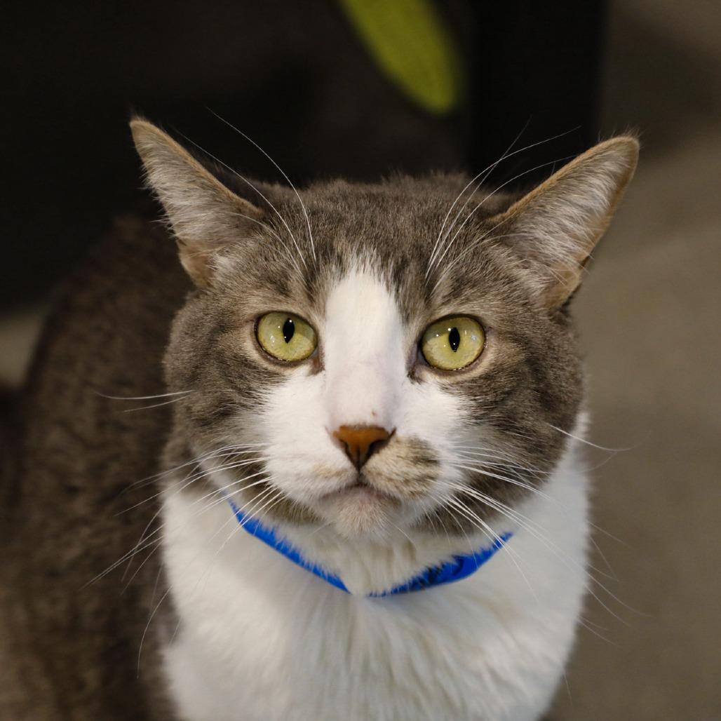 Enlarge Wiggles, a Adoptable mixed breed in Tampa, FL image 3/4