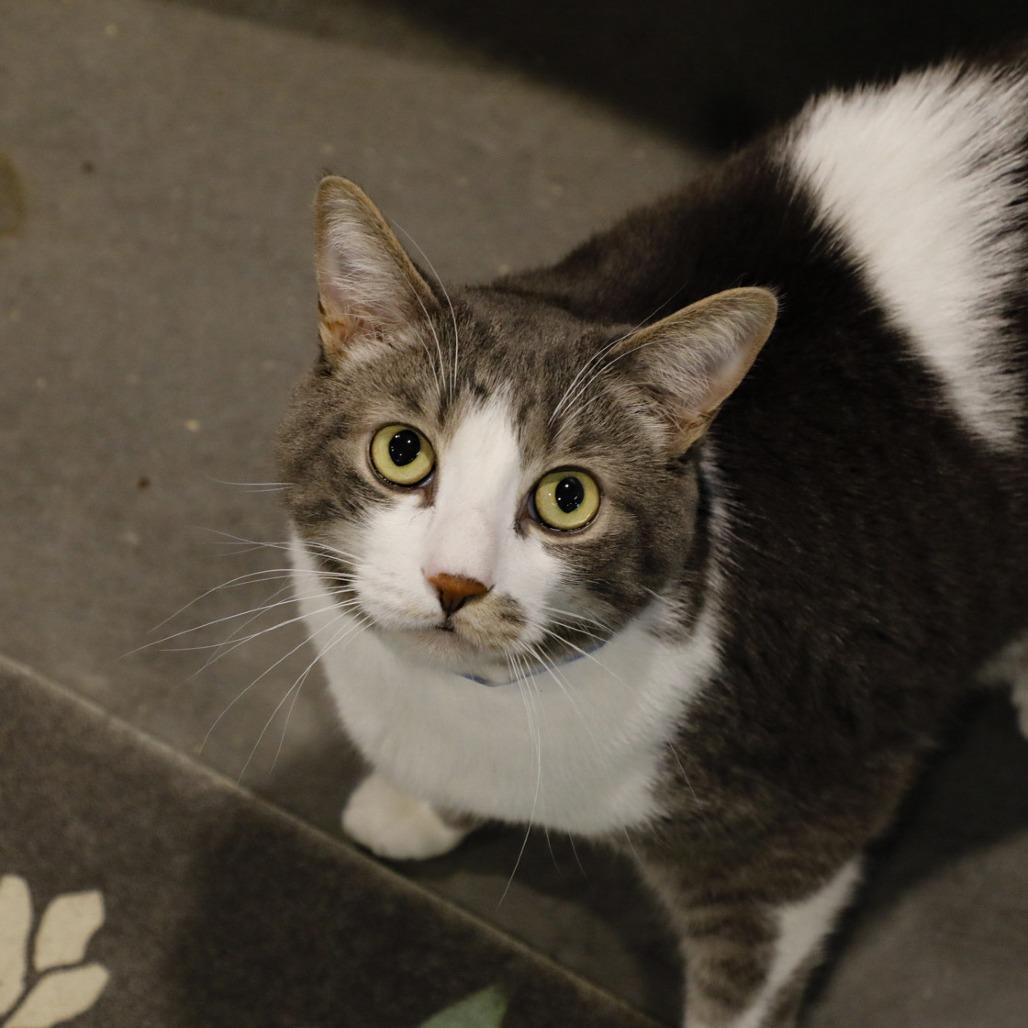 Enlarge Wiggles, a Adoptable mixed breed in Tampa, FL image 4/4