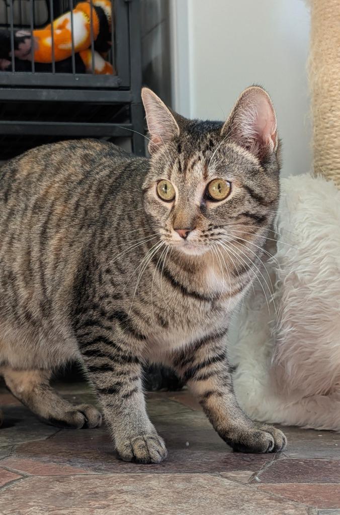 Paris, Adoptable, Kitten Female Domestic Short Hair.