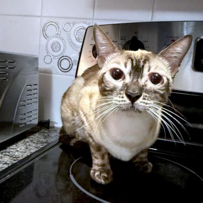 Enlarge Klarissa, a ADOPTABLE Bengal in Mississauga, ON image 2/6