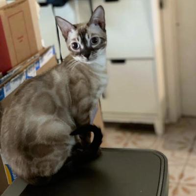 Enlarge Klarissa, a ADOPTABLE Bengal in Mississauga, ON image 4/6