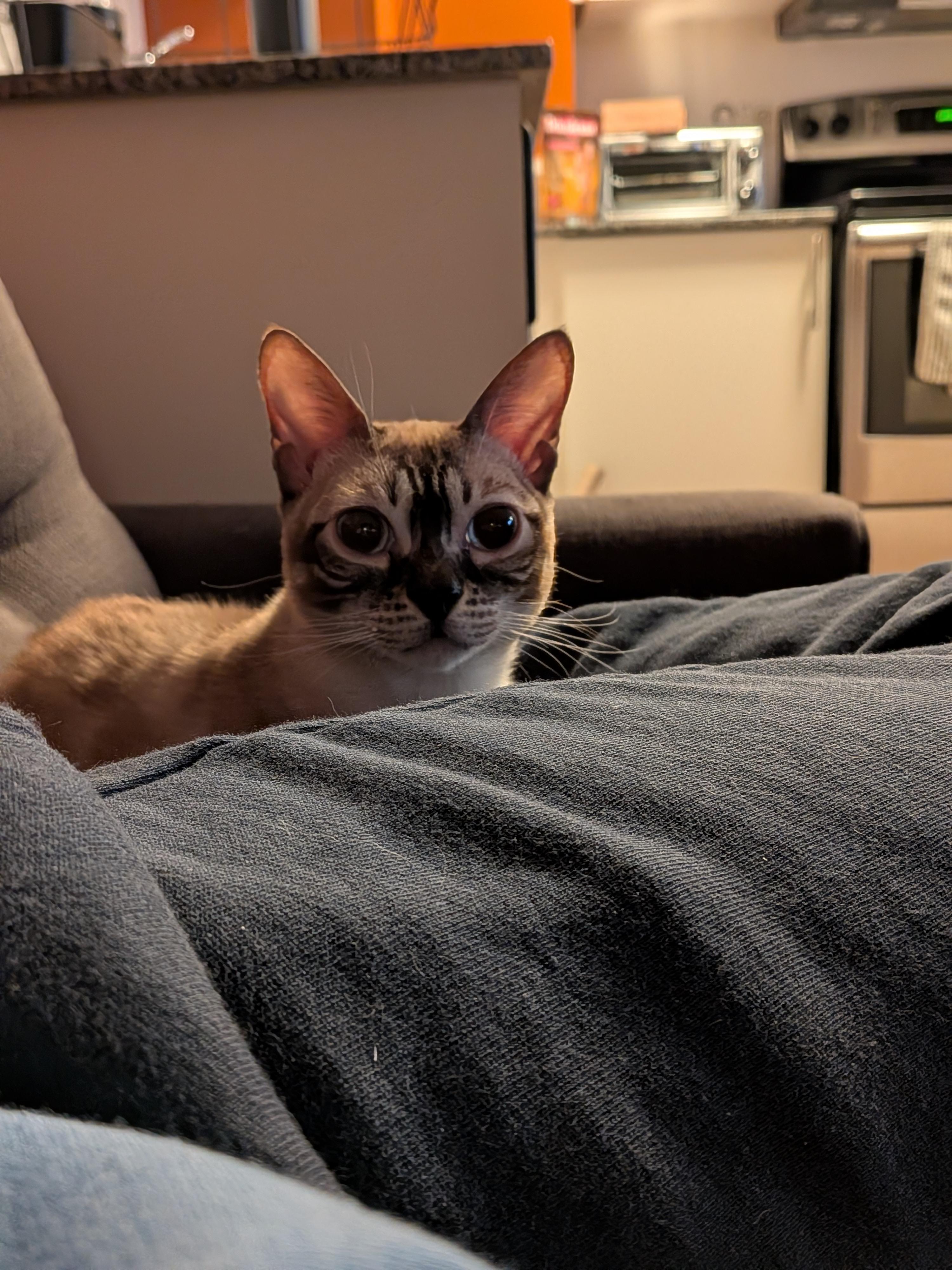 Klarissa, ADOPTABLE, Kitten Female Bengal.