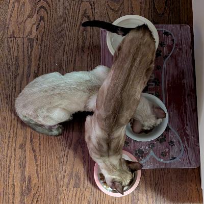 Enlarge Klarissa, a ADOPTABLE Bengal in Mississauga, ON image 5/6