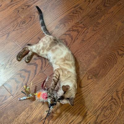 Enlarge Klarissa, a ADOPTABLE Bengal in Mississauga, ON image 3/6