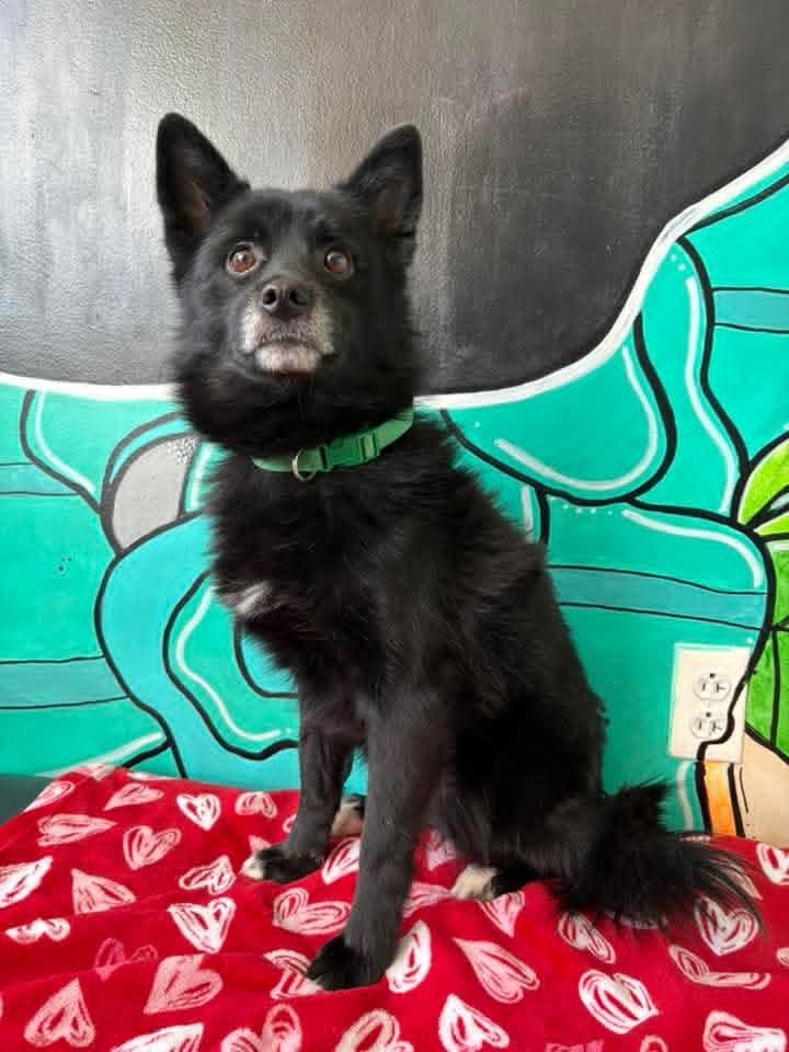 Enlarge LOMBARDI tinycauseadopt@gmail.com , a ADOPTABLE mixed breed in Vandergrift, PA image 1/1