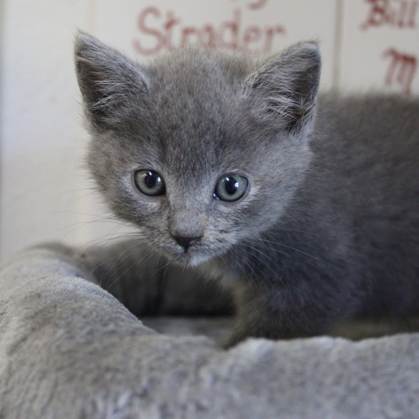 Strawberry, an adopted mixed breed in Weaverville, CA image 3/3