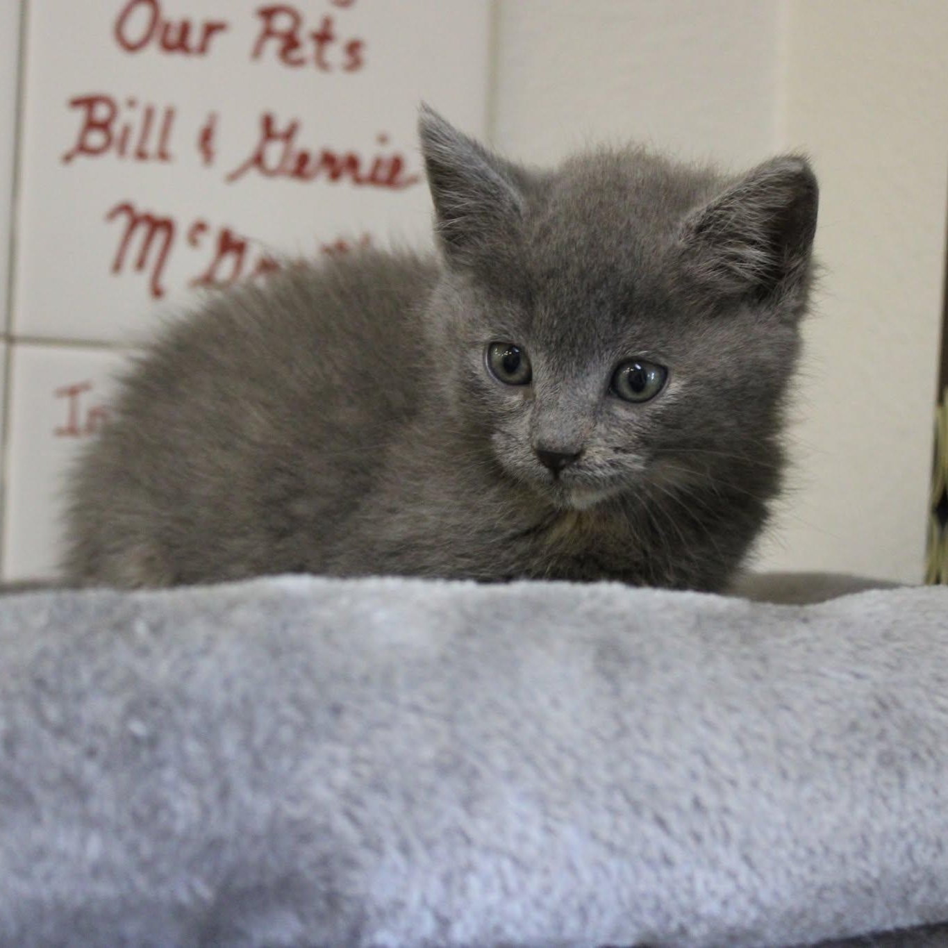 Strawberry, an adopted mixed breed in Weaverville, CA image 2/3