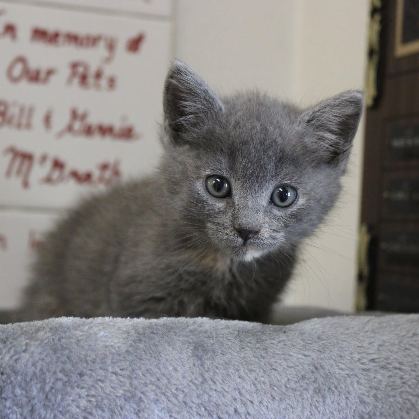 Strawberry, adopted, Kitten Female Domestic Short Hair.