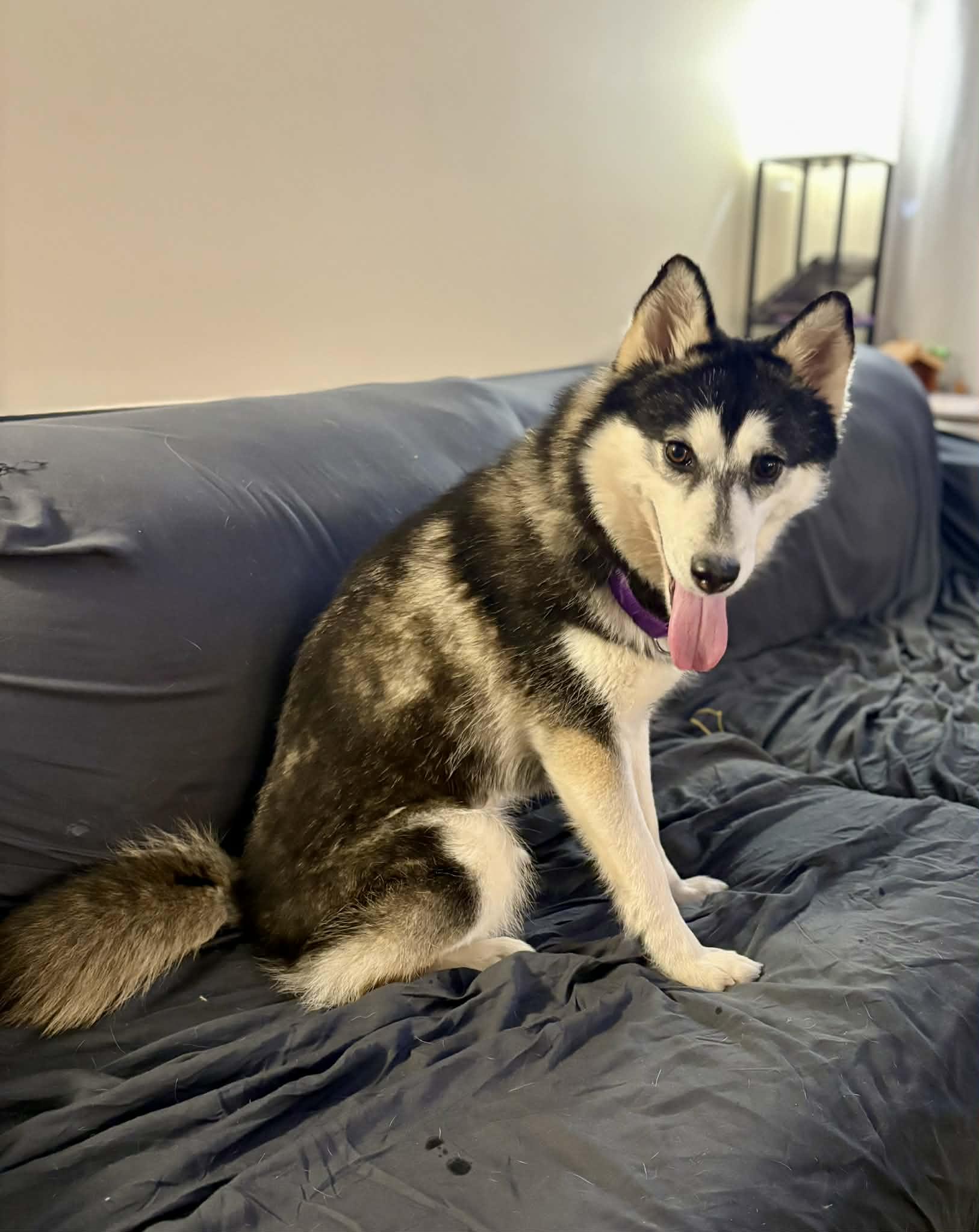 Enlarge Savannah, a ADOPTABLE Klee Kai in Gardiner, NY image 5/5