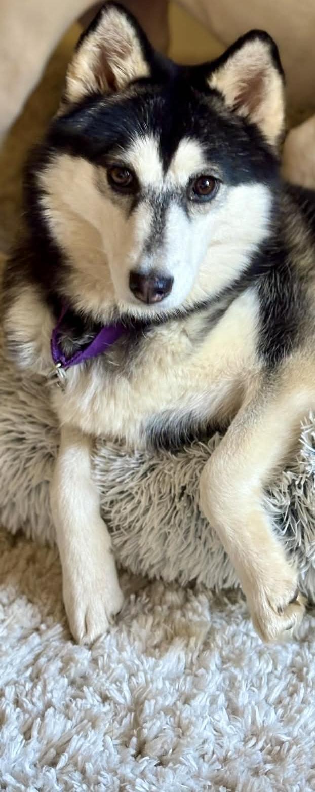 Enlarge Savannah, a ADOPTABLE Klee Kai in Gardiner, NY image 1/5