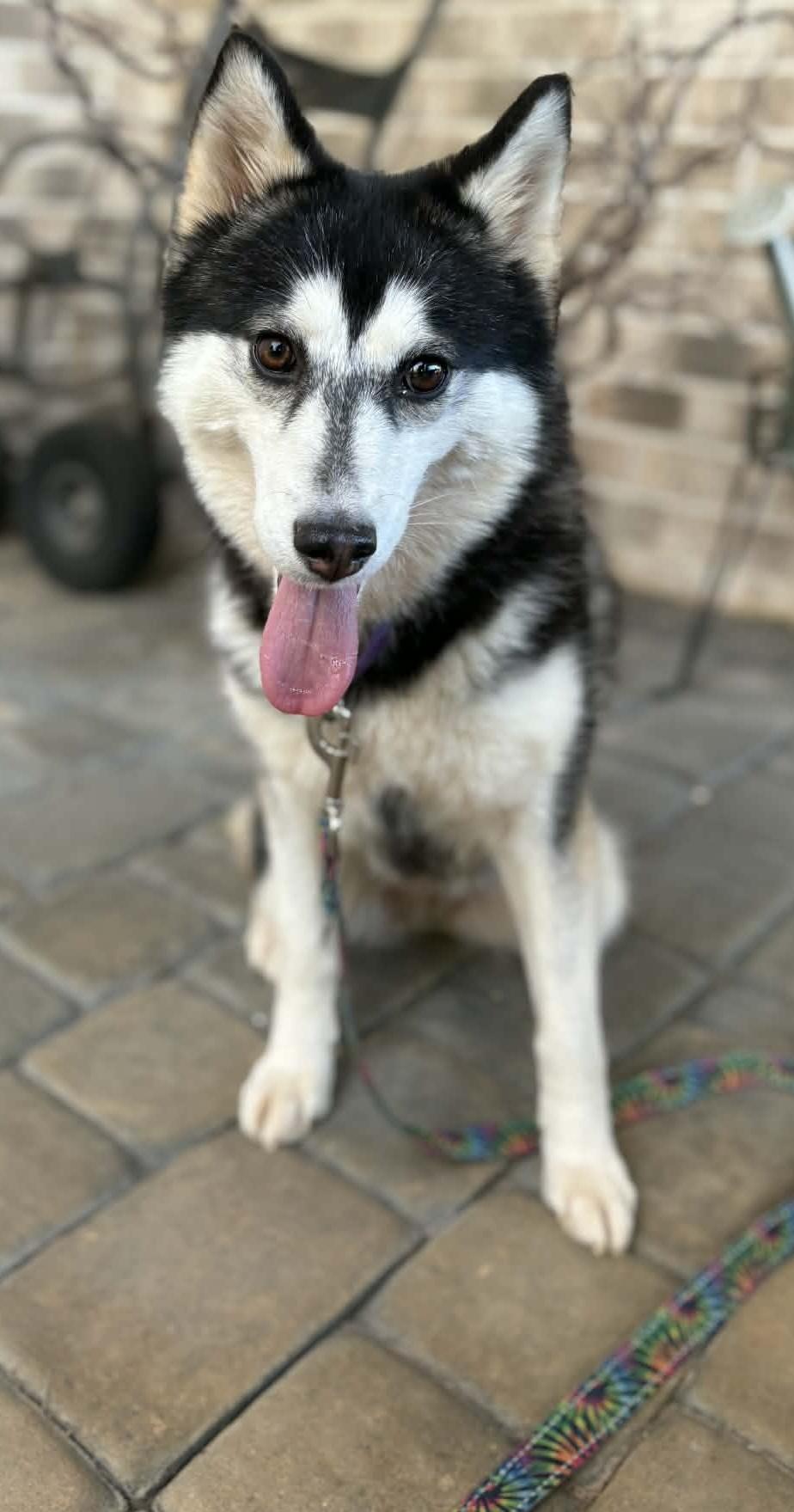 Enlarge Savannah, a ADOPTABLE Klee Kai in Gardiner, NY image 3/5