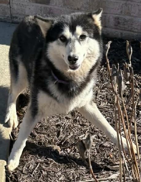 Enlarge Savannah, a ADOPTABLE Klee Kai in Gardiner, NY image 2/5