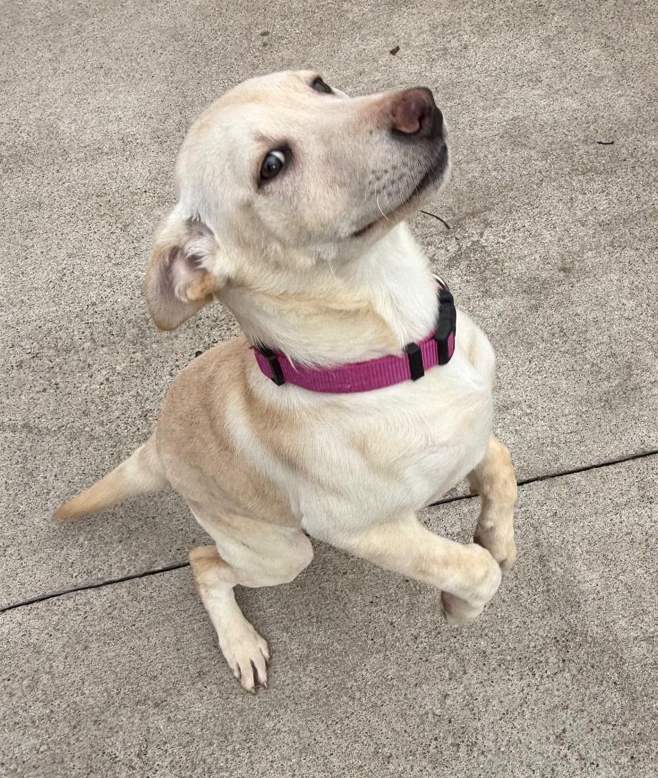 Emily, ADOPTABLE, Young Female Yellow Labrador Retriever.
