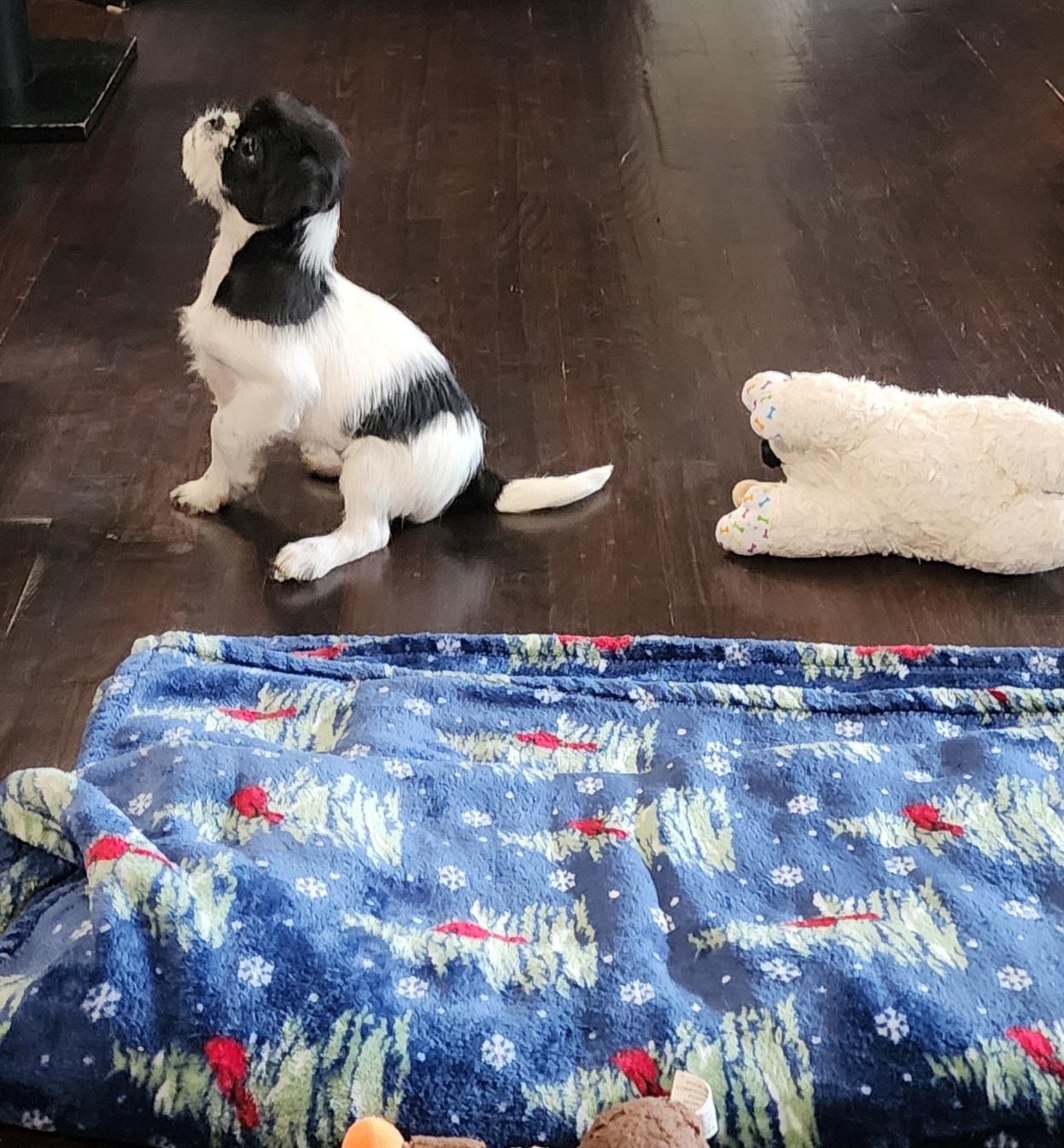 Enlarge Trixie , a ADOPTABLE mixed breed in Portage, MI image 6/6