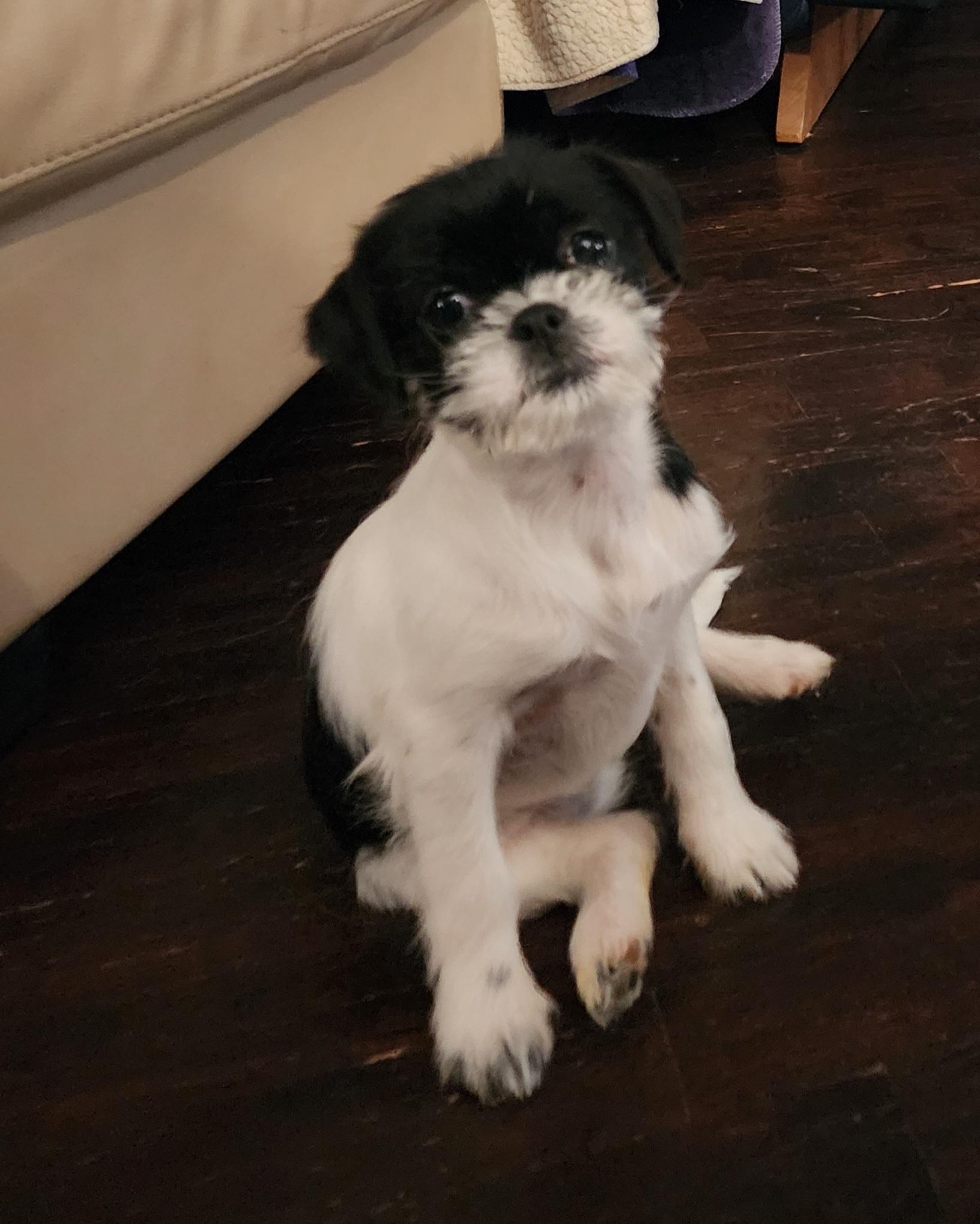 Enlarge Trixie , a ADOPTABLE mixed breed in Portage, MI image 1/6