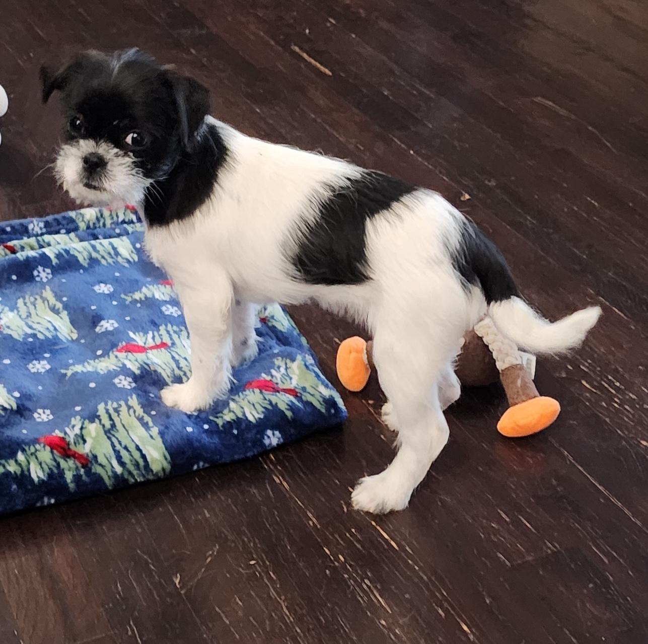 Enlarge Trixie , a ADOPTABLE mixed breed in Portage, MI image 3/6