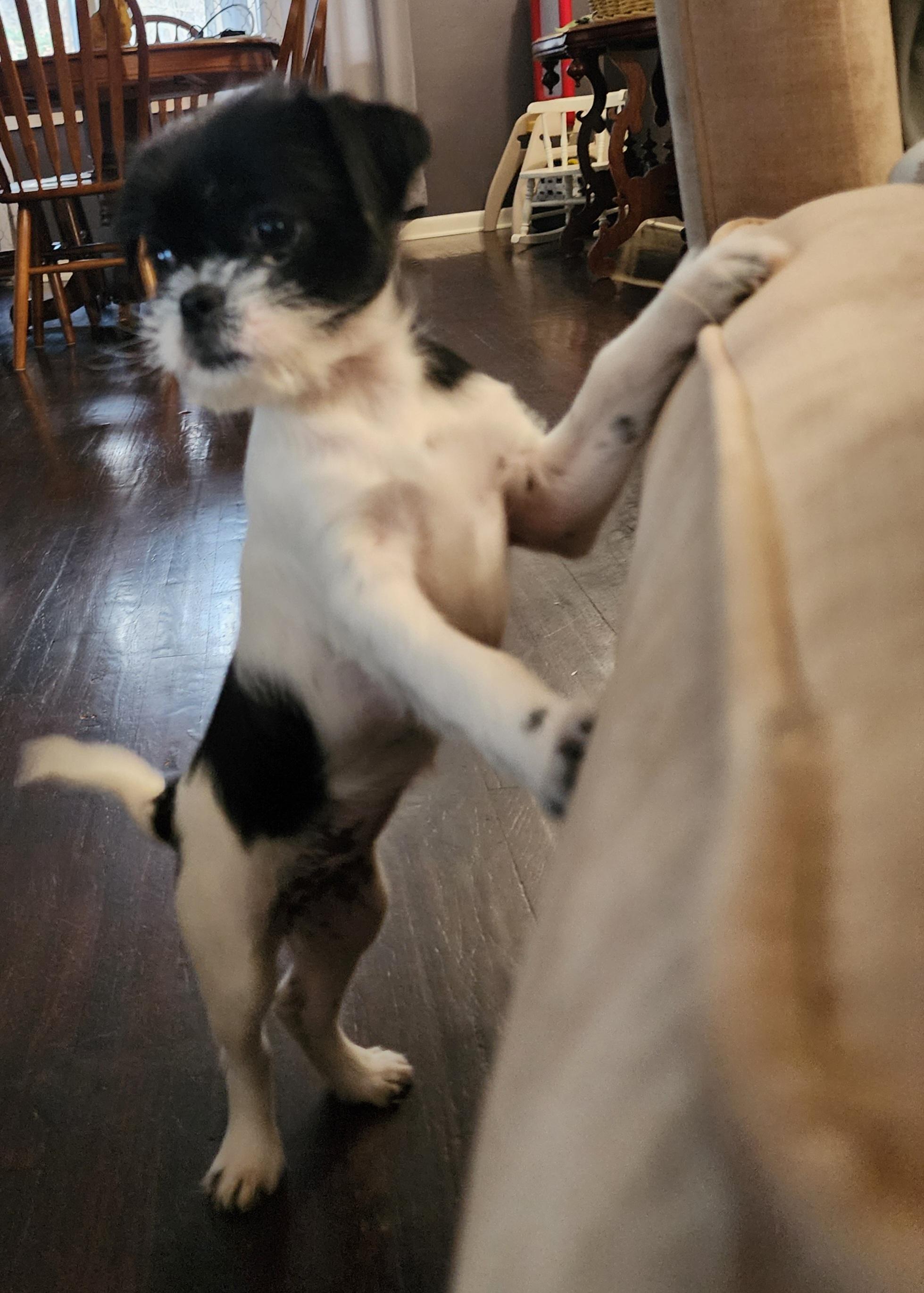 Enlarge Trixie , a ADOPTABLE mixed breed in Portage, MI image 2/6