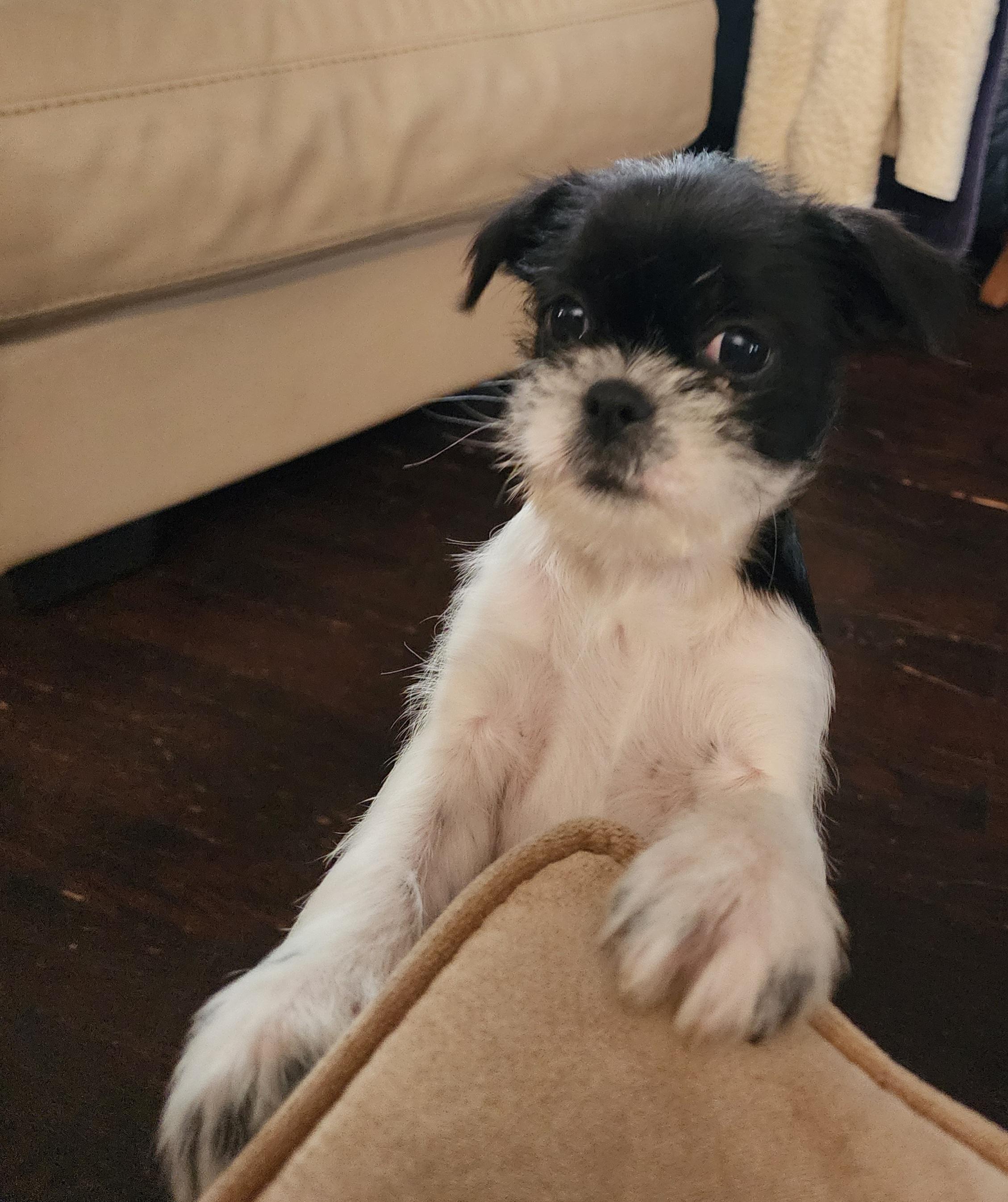 Enlarge Trixie , a ADOPTABLE mixed breed in Portage, MI image 5/6