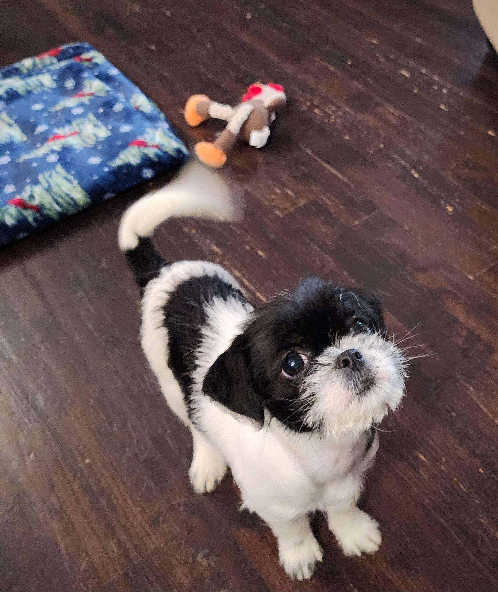 Enlarge Trixie , a ADOPTABLE mixed breed in Portage, MI image 4/6