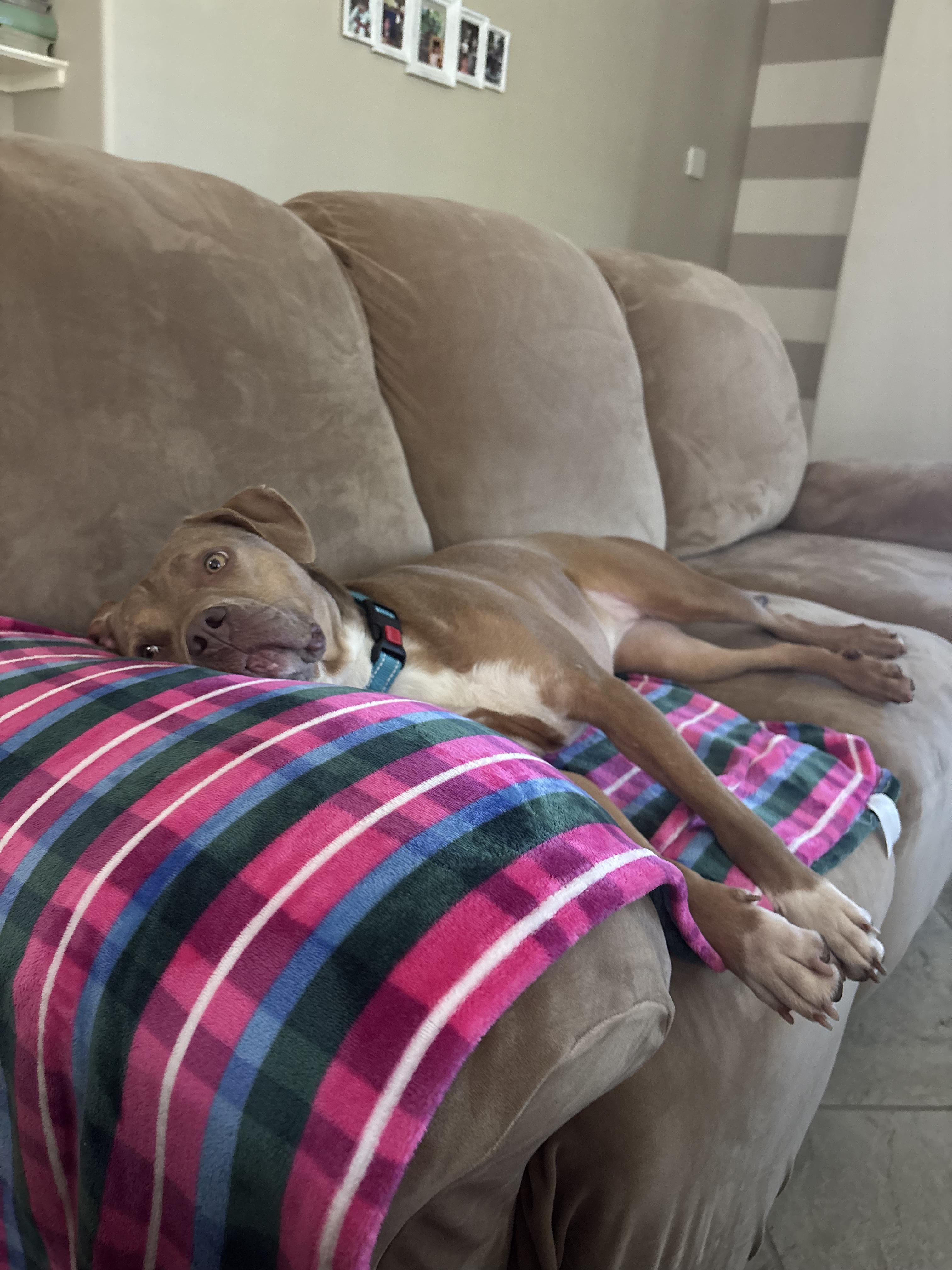 Enlarge Maggie (gentle, friendly, calm, house trained), a ADOPTABLE mixed breed in Canaan, NY image 3/6