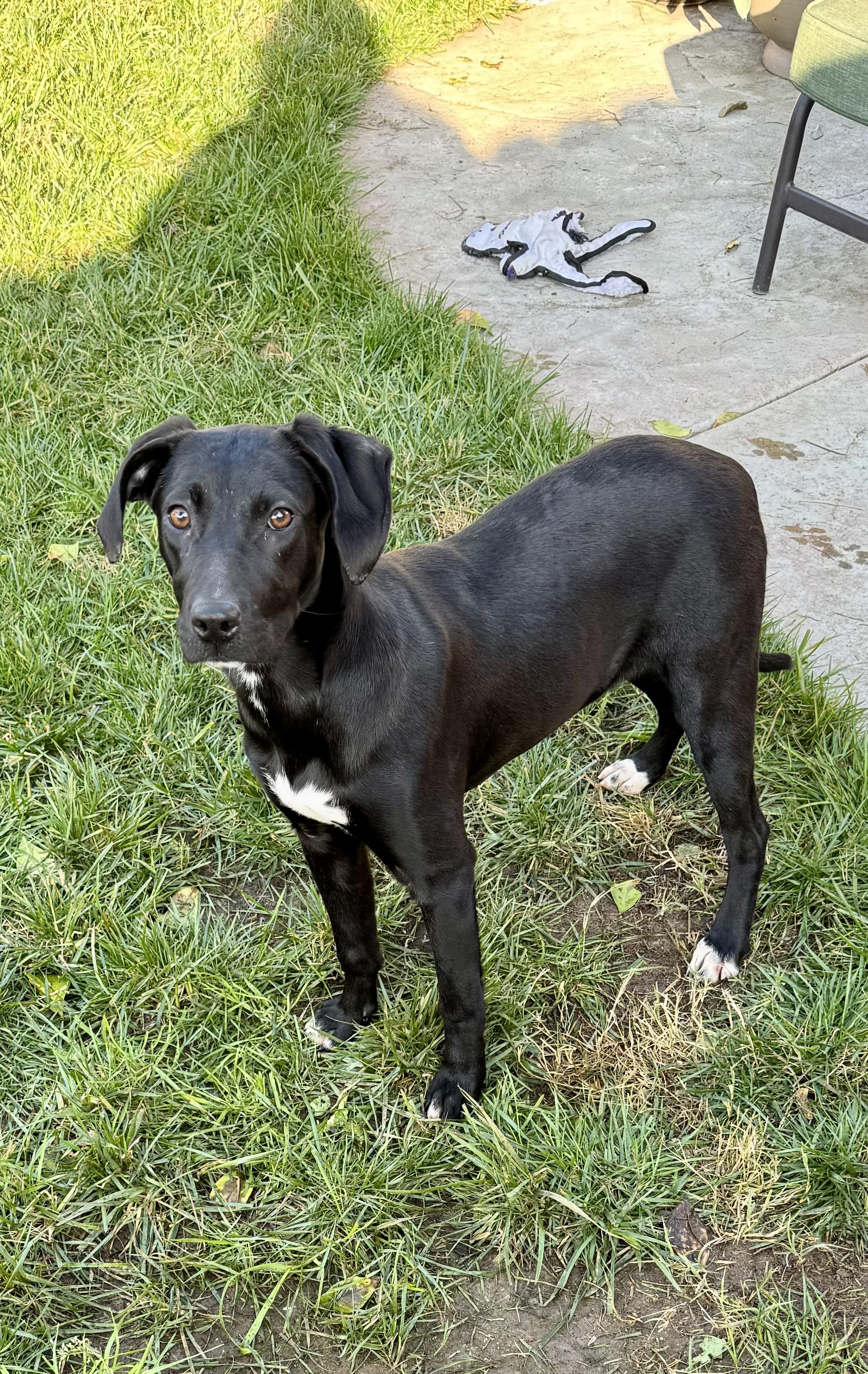 Enlarge London, a ADOPTABLE mixed breed in tracy, CA image 2/2