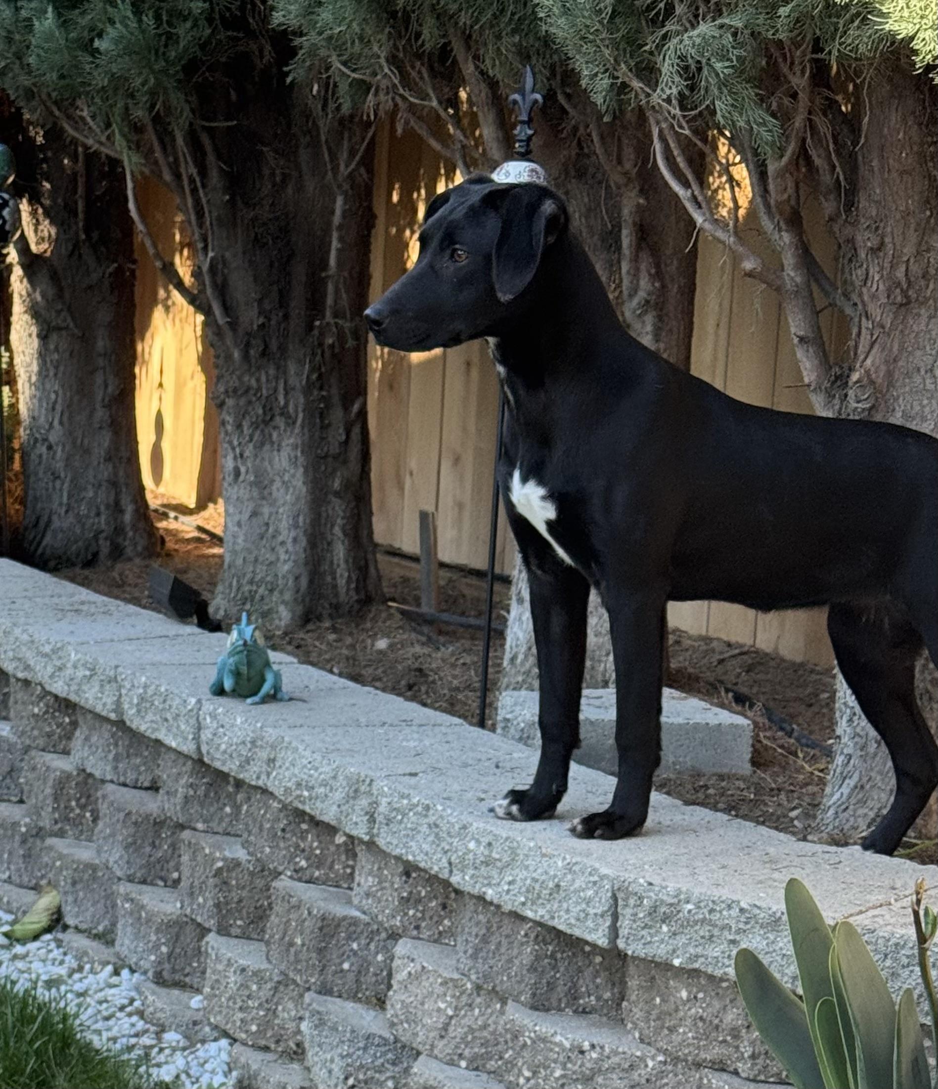 Enlarge London, a ADOPTABLE mixed breed in tracy, CA image 1/2