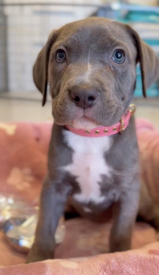 Opal, Adopted, Young Female Cane Corso.