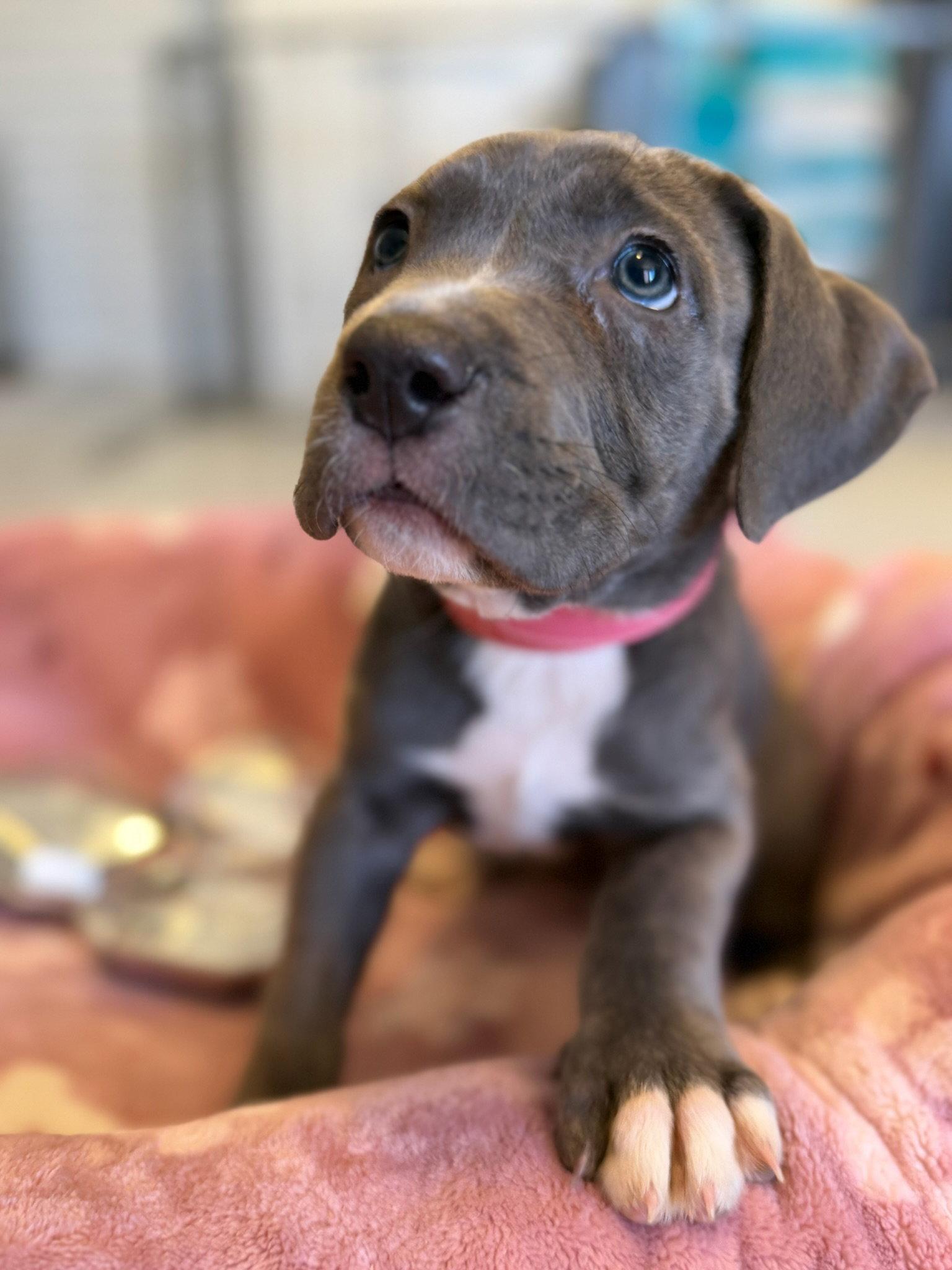 Enlarge Opal, a Adopted Cane Corso in Glendale, AZ image 3/3
