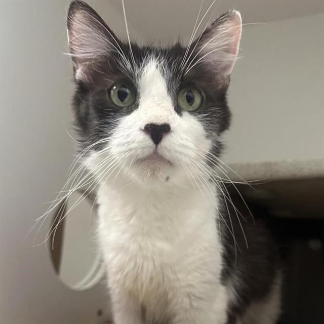 POOH BEAR, Adoptable, Adult Female Domestic Short Hair.