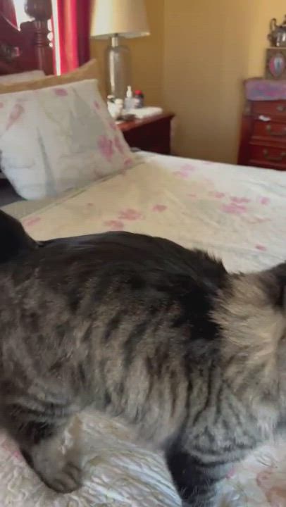 Enlarge Charlie, a Adopted mixed breed in Seattle , WA video 6/11