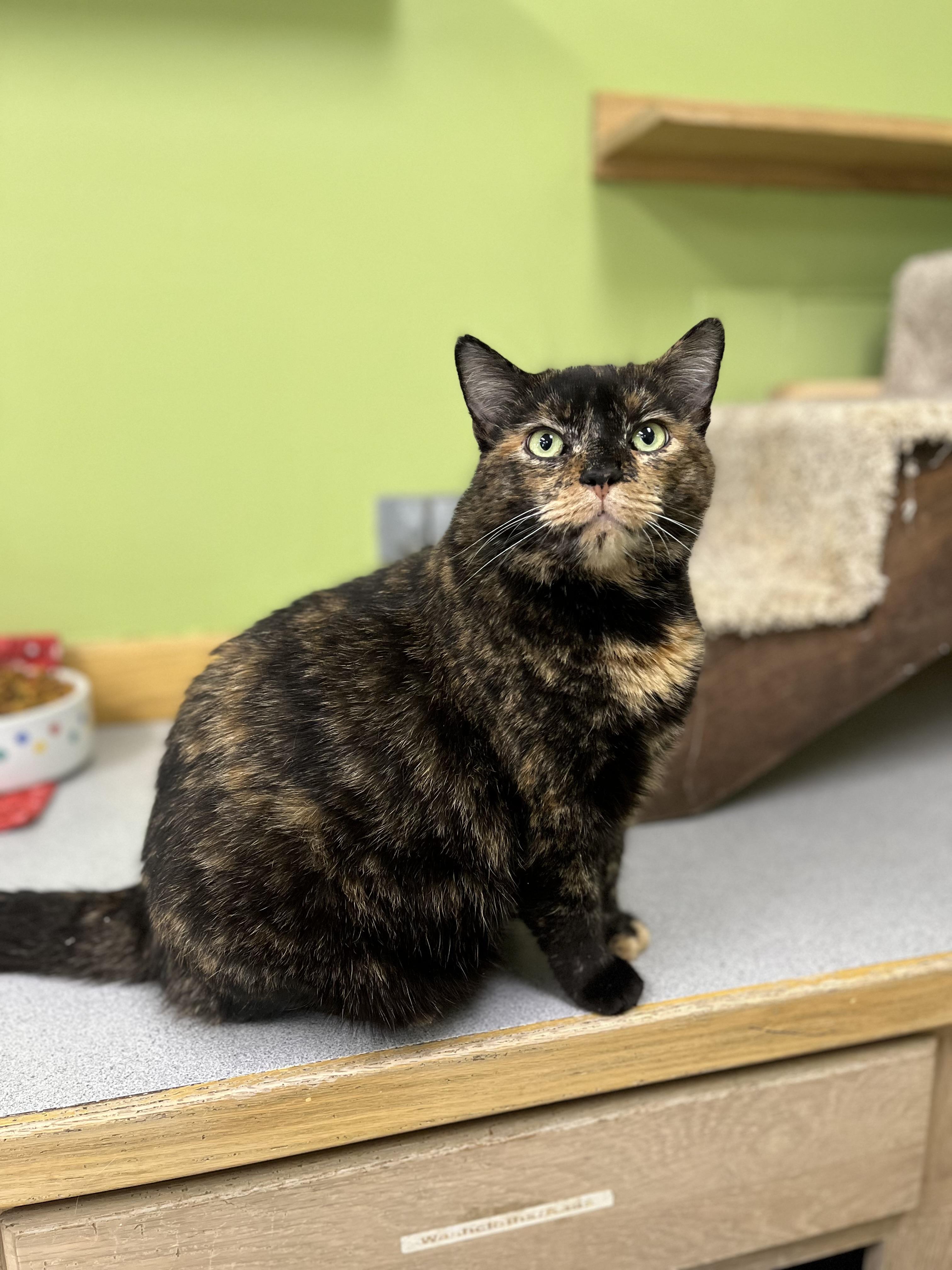 Bella, Adoptable, Adult Female Domestic Short Hair.