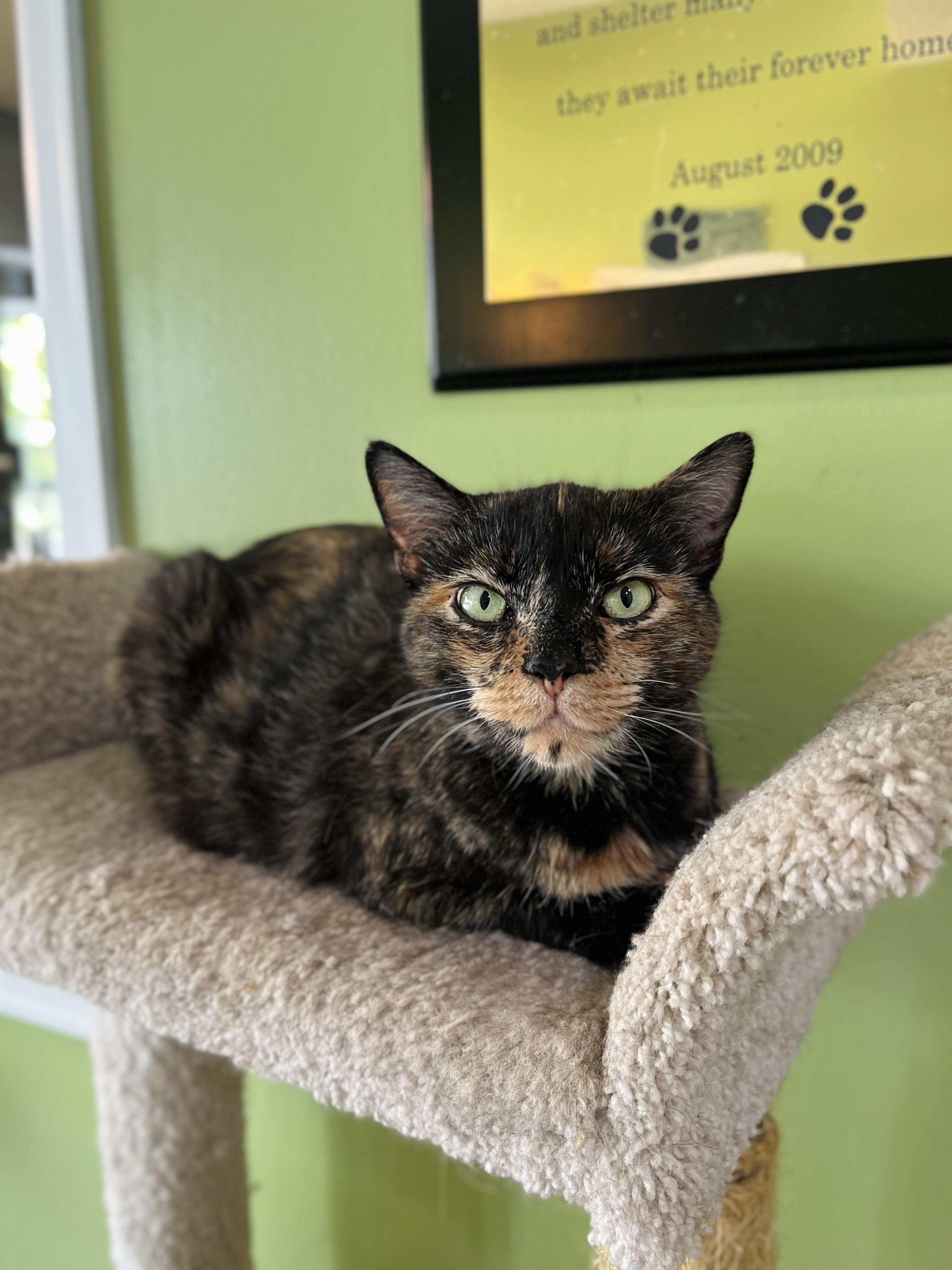 Bella, Adoptable, Adult Female Domestic Short Hair.