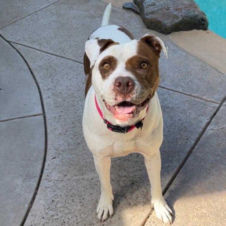 Enlarge Dottie, a Adoptable mixed breed in Turlock, CA image 1/6