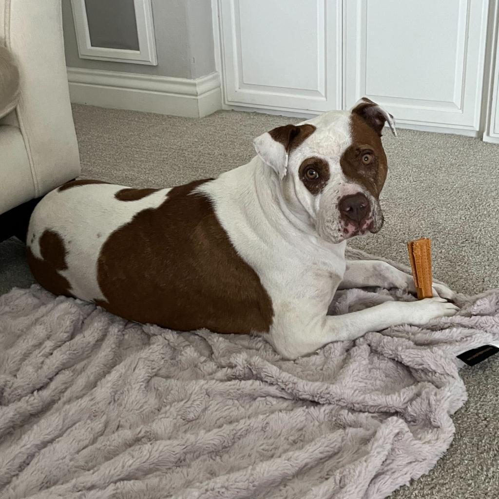 Enlarge Dottie, a Adoptable mixed breed in Turlock, CA image 2/6