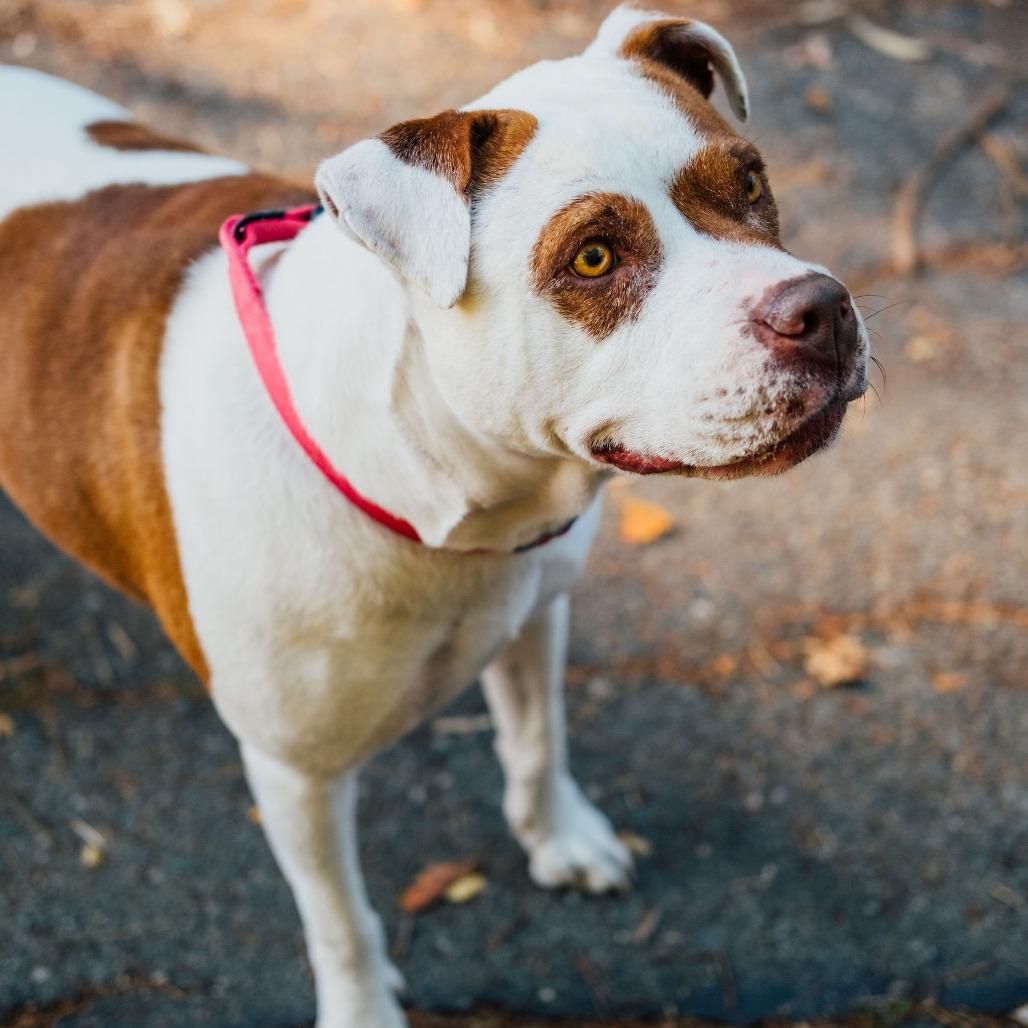 Dottie, a Adoptable mixed breed in Turlock, CA image 3/6