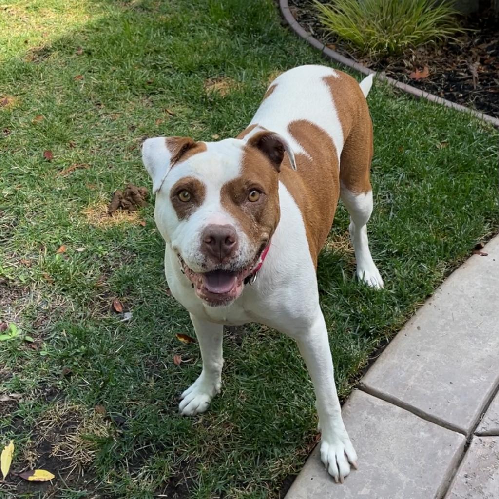 Enlarge Dottie, a Adoptable mixed breed in Turlock, CA image 3/6