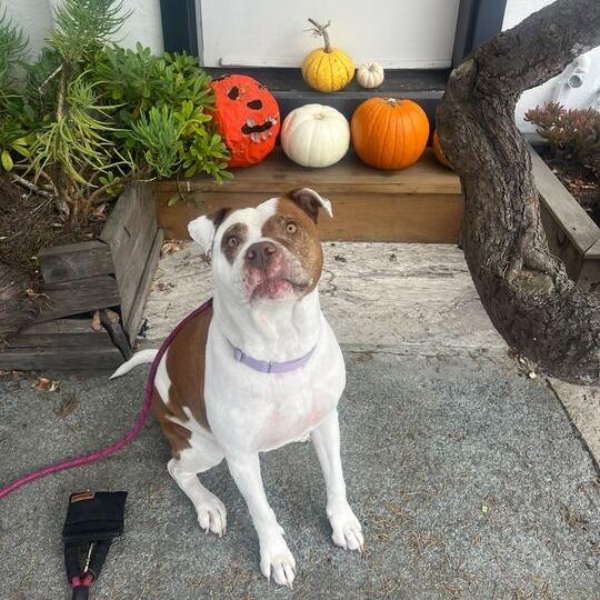 Enlarge Dottie, a Adoptable mixed breed in Turlock, CA image 4/6