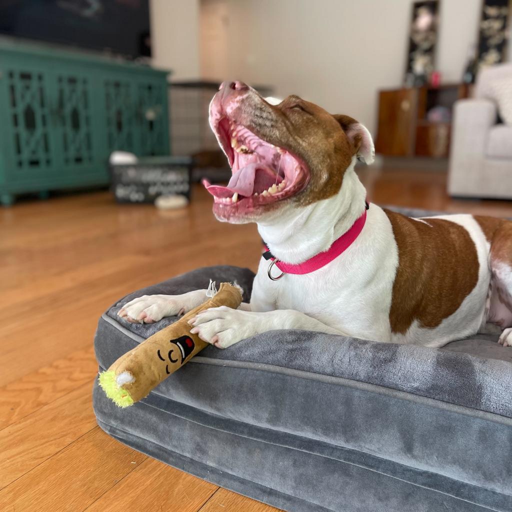 Enlarge Dottie, a Adoptable mixed breed in Turlock, CA image 5/6