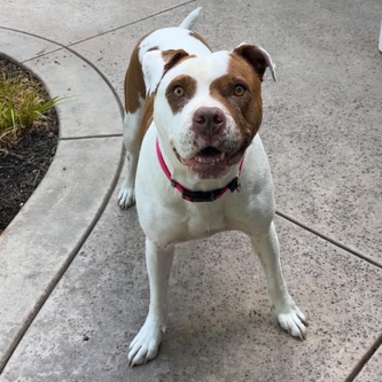 Enlarge Dottie, a Adoptable mixed breed in Turlock, CA image 6/6