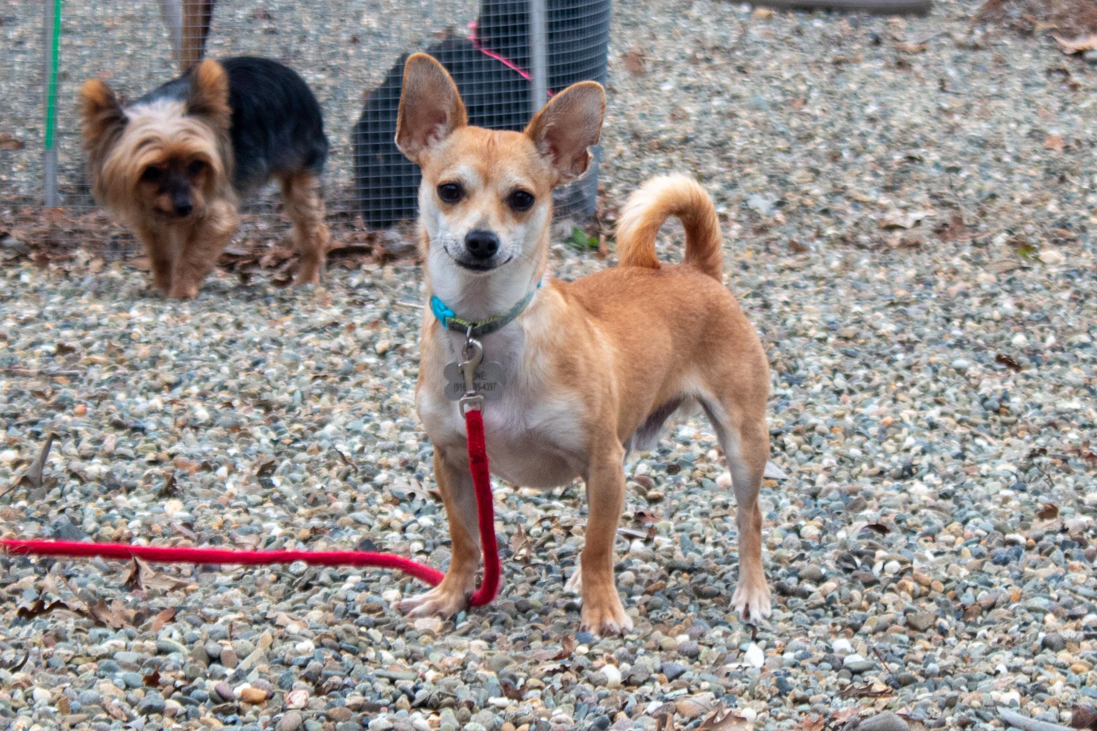 Enlarge Radar, a Adoptable mixed breed in Sacramento, CA image 1/6
