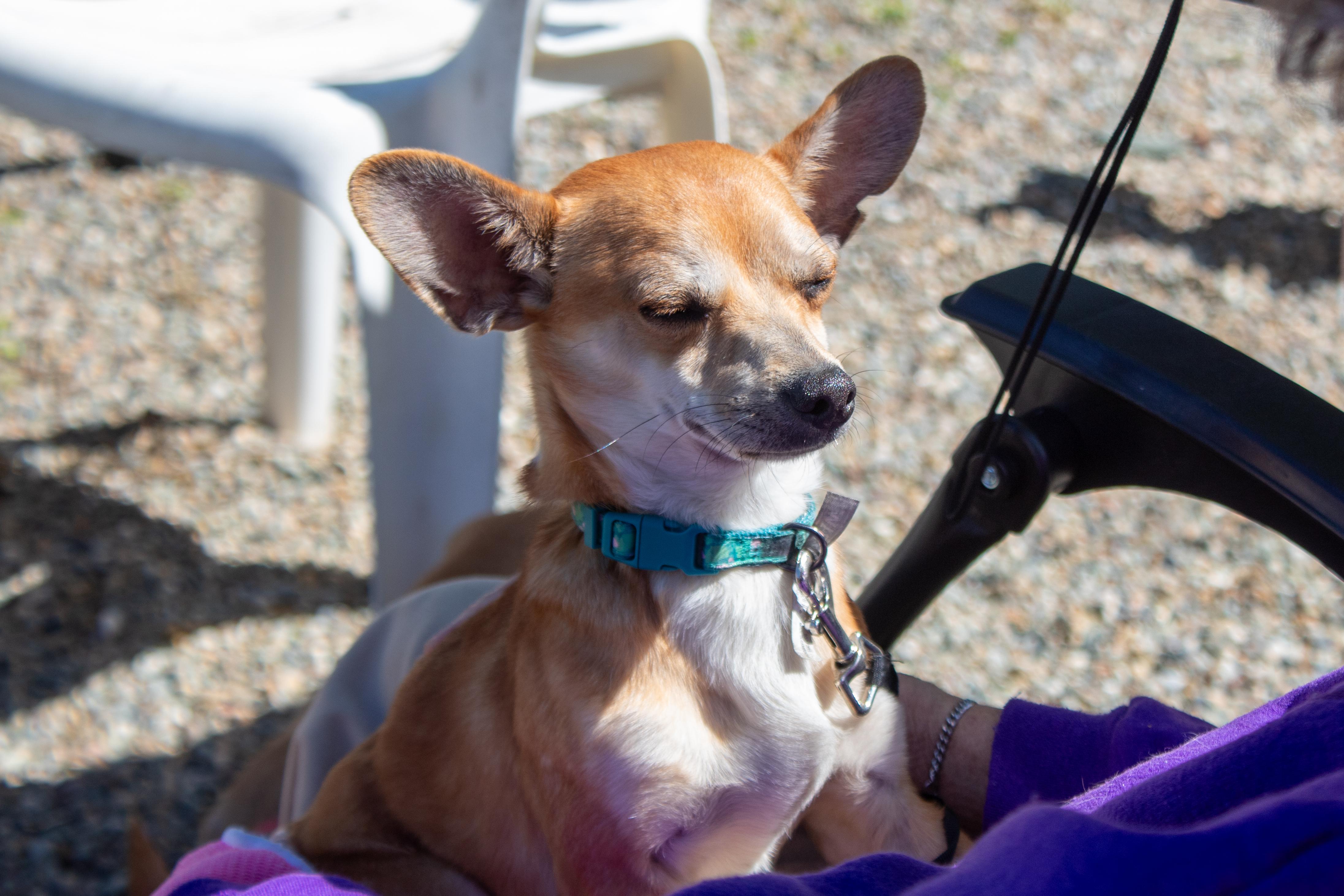 Enlarge Radar, a Adoptable mixed breed in Sacramento, CA image 5/6