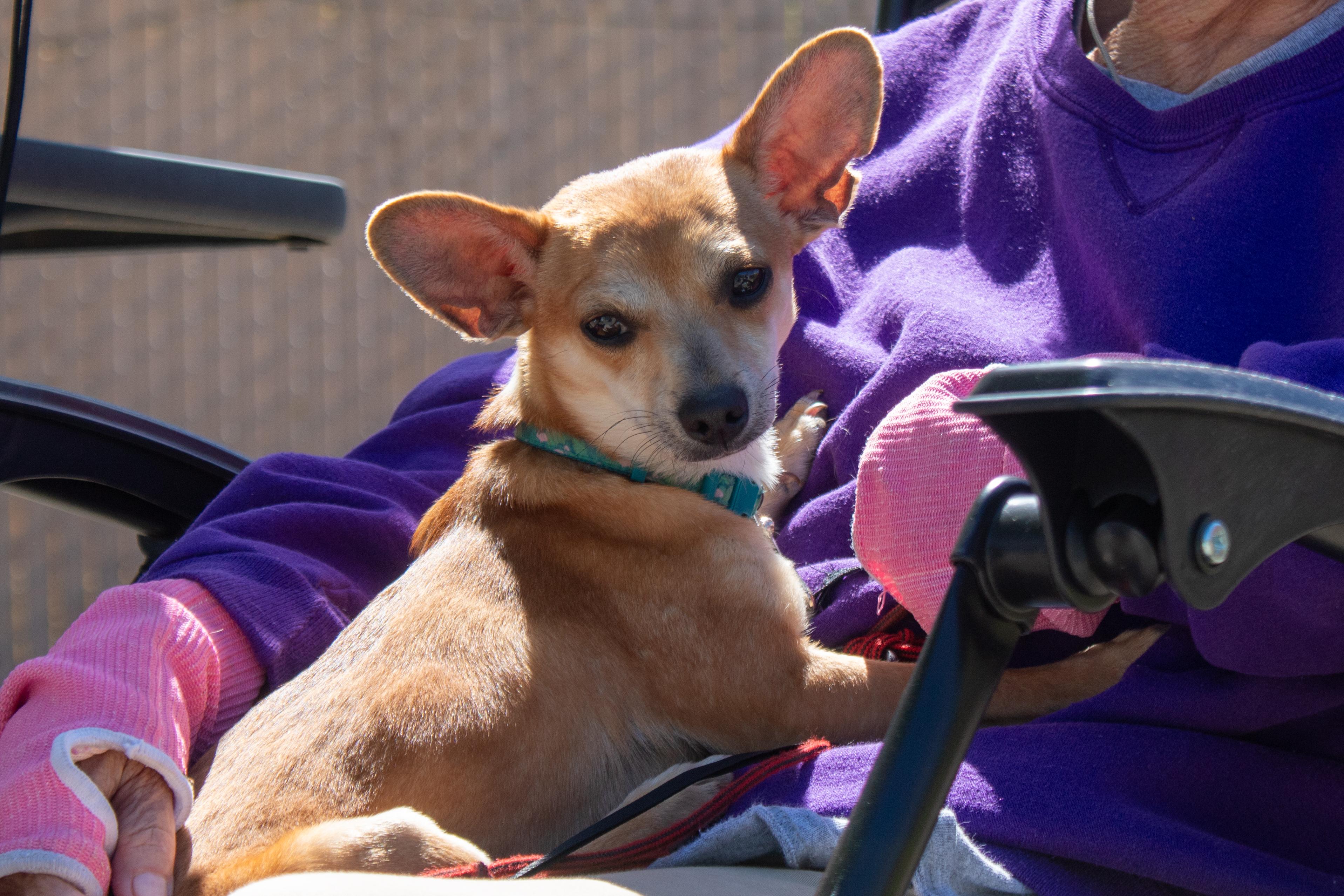 Enlarge Radar, a Adoptable mixed breed in Sacramento, CA image 3/6