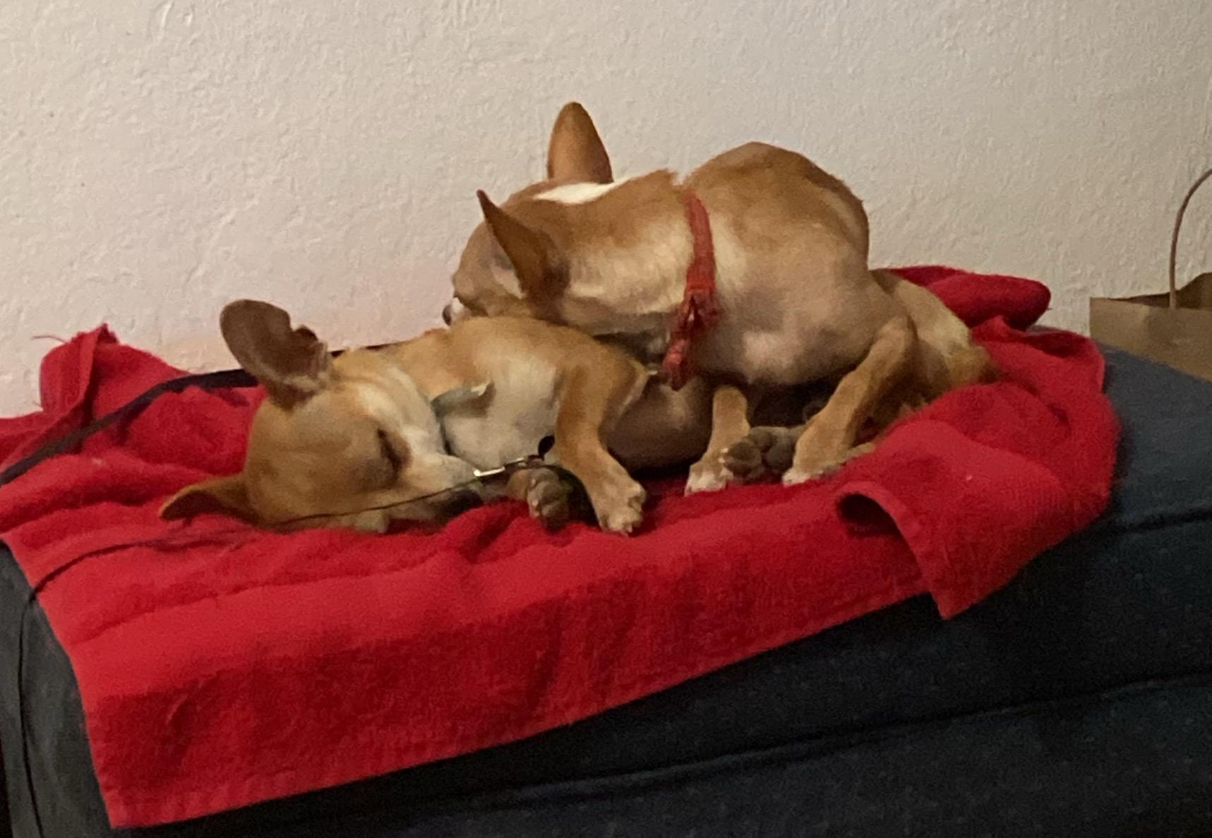 Enlarge Radar, a Adoptable mixed breed in Sacramento, CA image 2/6