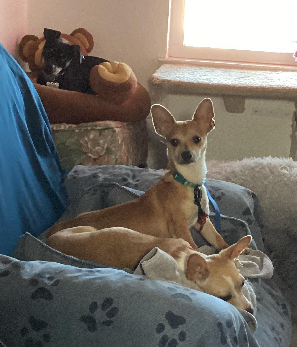 Enlarge Radar, a Adoptable mixed breed in Sacramento, CA image 4/6